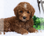 Small Poodle (Miniature)