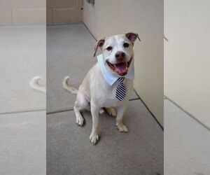 Labrador Retriever-Unknown Mix Dogs for adoption in McKinney, TX, USA