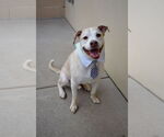 Small Labrador Retriever Mix