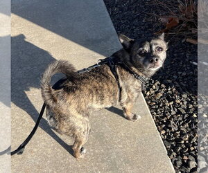 Alfalfa - Male Chihuahua-Unknown Mix Dog for Adoption - Photo #3