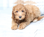 Small Photo #7 Goldendoodle (Miniature) Puppy For Sale in MARIETTA, GA, USA