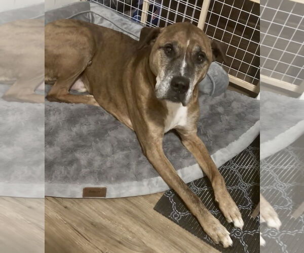 Medium Photo #6 German Shepherd Dog-Great Dane Mix Puppy For Sale in Princeton, MN, USA