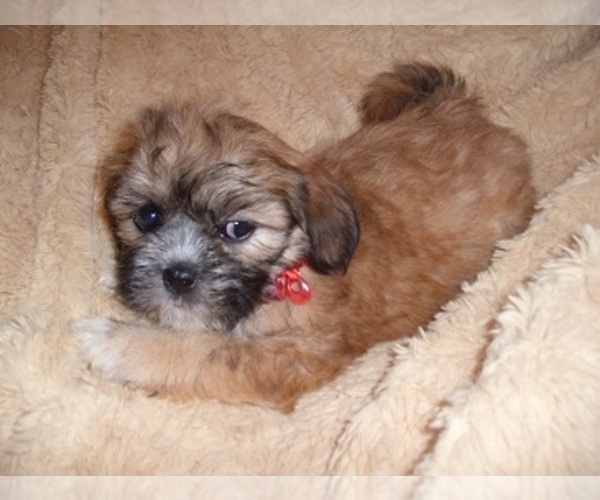 Medium Photo #2 Shih Tzu Puppy For Sale in JACKSON, MS, USA