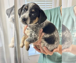 Beagle-Unknown Mix Dogs for adoption in Princeton, MN, USA