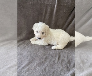 Pyredoodle Puppy for sale in DRY RIDGE, KY, USA