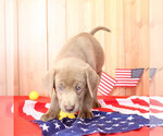 Small Photo #11 Labrador Retriever Puppy For Sale in MARSHFIELD, MO, USA