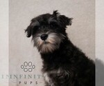 Small #2 Schnauzer (Miniature)