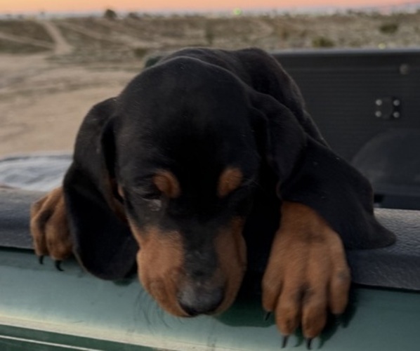 Medium Photo #6 Black and Tan Coonhound-Bluetick Coonhound Mix Puppy For Sale in OAK HILLS, CA, USA