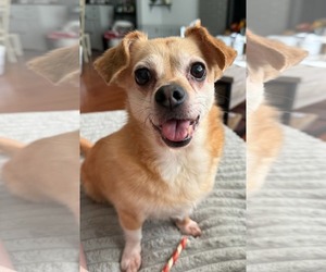 Suzie & Blanca - Female Chiweenie Dog for Adoption - Photo #2