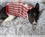 Small Photo #24 Mutt Puppy For Sale in Redmond, WA, USA