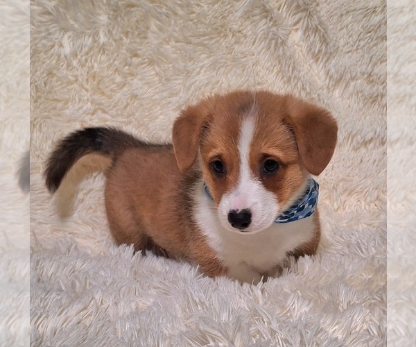 Medium Photo #42 Pembroke Welsh Corgi Puppy For Sale in ARROYO GRANDE, CA, USA