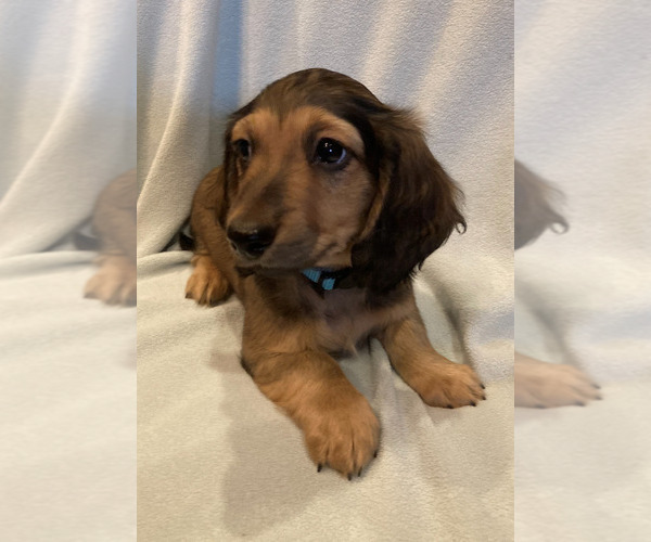 Medium Photo #5 Dachshund Puppy For Sale in BUCHANAN, GA, USA