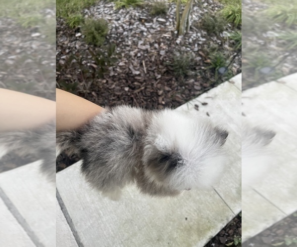 Medium Photo #9 Pomeranian Puppy For Sale in ORLANDO, FL, USA