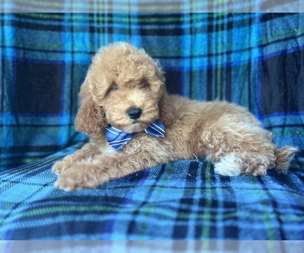 Medium Photo #8 Cock-A-Poo Puppy For Sale in LAKELAND, FL, USA