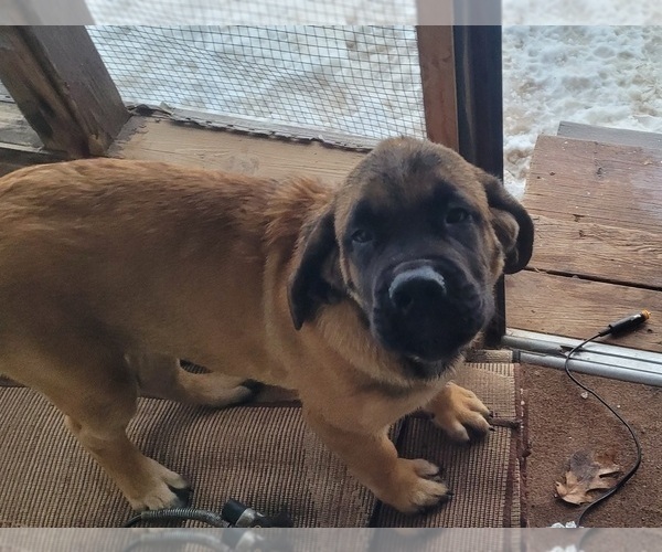 Medium Photo #3 Mastiff Puppy For Sale in WILLOW RIVER, MN, USA