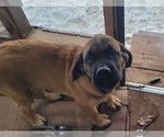Small Photo #3 Mastiff Puppy For Sale in WILLOW RIVER, MN, USA