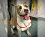 Small #1 American Pit Bull Terrier Mix