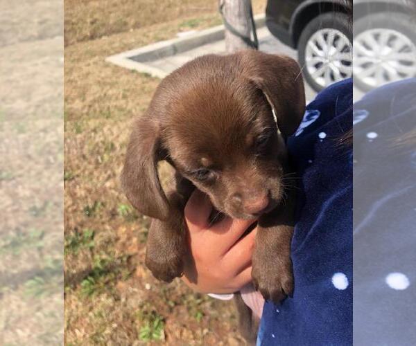 Medium Photo #5 Chiweenie Puppy For Sale in MARIETTA, GA, USA