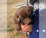 Small Photo #5 Chiweenie Puppy For Sale in MARIETTA, GA, USA