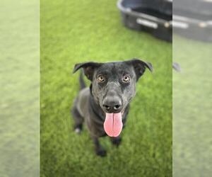 Labrador Retriever-Unknown Mix Dogs for adoption in Chula Vista, CA, USA