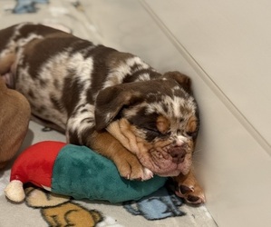 Olde English Bulldogge Puppy for sale in NAPLES, FL, USA