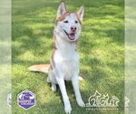 Small #1 Siberian Husky