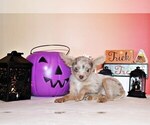 Small Photo #2 Chihuahua Puppy For Sale in CHARLESTON, AR, USA