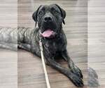 Small Presa Canario