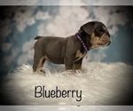 Small Photo #7 Bulldog Puppy For Sale in SPRING, TX, USA