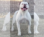 Small Photo #1 American Bulldog Puppy For Sale in WAXAHACHIE, TX, USA