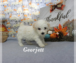 Small #1 Poodle (Toy)