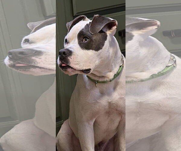 Medium Photo #1 American Pit Bull Terrier-Unknown Mix Puppy For Sale in Germantown, OH, USA