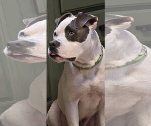 American Pit Bull Terrier-Unknown Mix Dogs for adoption in Germantown, OH, USA