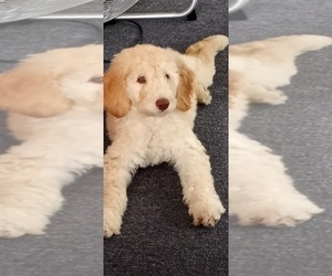 Goldendoodle Puppy for sale in INDIAN ORCH, MA, USA