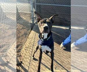 Greyhound-Unknown Mix Dogs for adoption in Calgary, Alberta, Canada