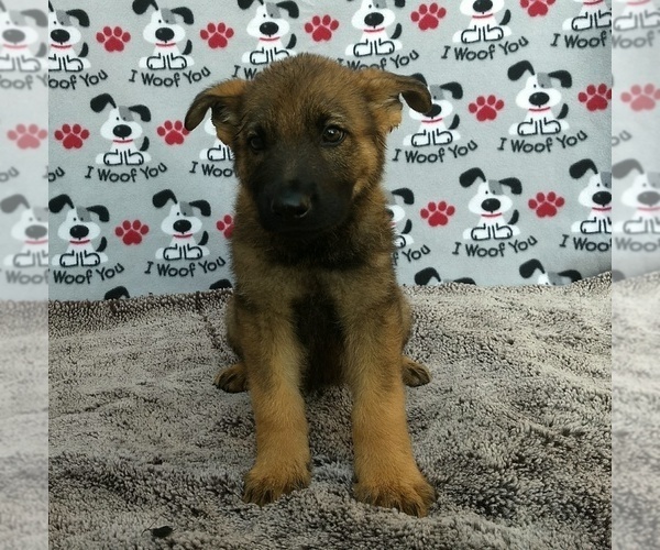 Medium Photo #3 German Shepherd Dog Puppy For Sale in AVA, MO, USA