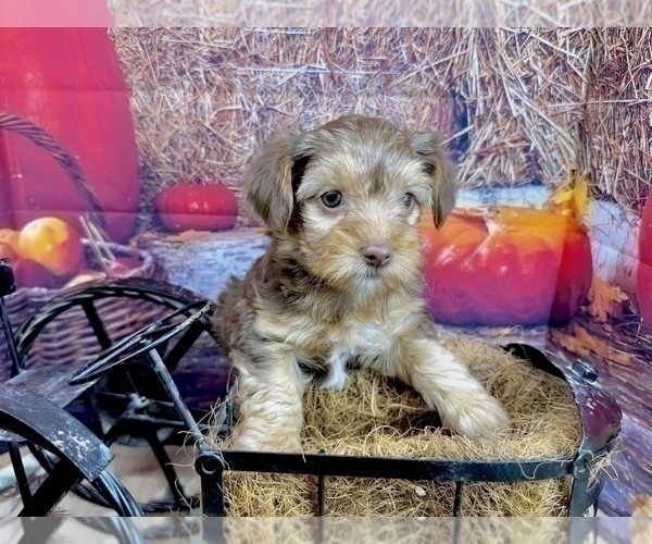 Medium Photo #2 Morkie Puppy For Sale in CASSVILLE, MO, USA