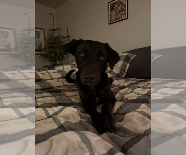 Medium Photo #3 Mutt Puppy For Sale in Salt Lake City, UT, USA