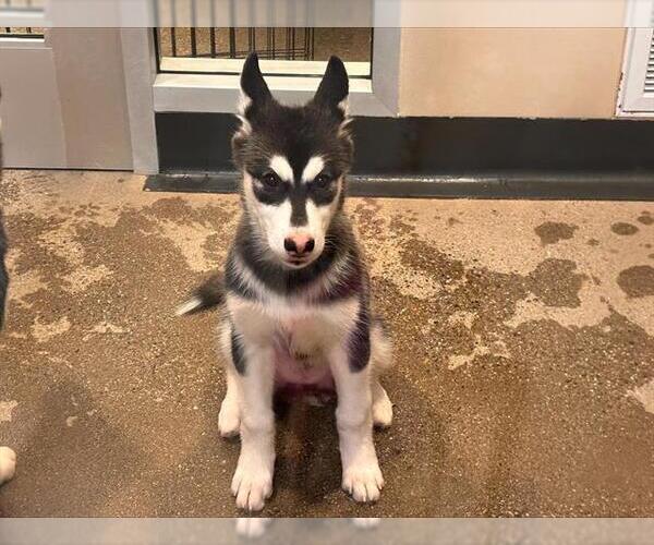 Medium Photo #1 Siberian Husky Puppy For Sale in Redwood City, CA, USA
