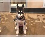 Small Siberian Husky