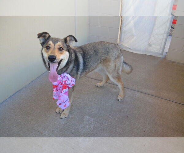 Medium Photo #1 German Shepherd Dog-Unknown Mix Puppy For Sale in McKinney, TX, USA