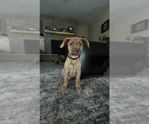 **AMETHYST** - Female Labrador Retriever-Unknown Mix Dog for Adoption