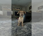 **AMETHYST** - Female Labrador Retriever-Unknown Mix Dog for Adoption - Small photo