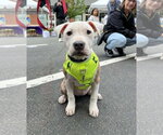 Small Mutt