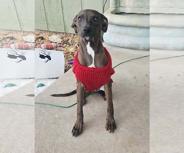 Medium Photo #6 Pug-Whippet Mix Puppy For Sale in Sheboygan, WI, USA