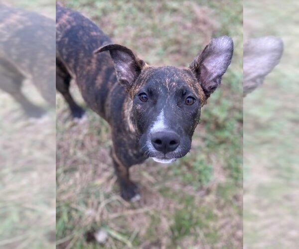 Medium Photo #6 American Pit Bull Terrier-Plott Hound Mix Puppy For Sale in Pacolet, SC, USA