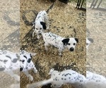 Small Photo #4 Dalmatian Puppy For Sale in WILLIAMSBURG, OH, USA