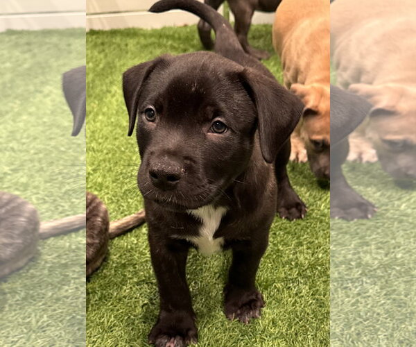 Medium Photo #3 Labrador Retriever-Unknown Mix Puppy For Sale in Sanford, FL, USA