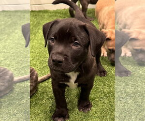 Sumit - Male Labrador Retriever-Unknown Mix Dog for Adoption - Photo #3