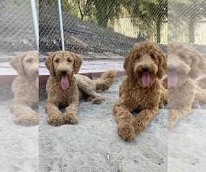 Australian Labradoodle Dogs for adoption in LAKE ELSINORE, CA, USA